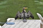 Cormorant visiting on the dock
